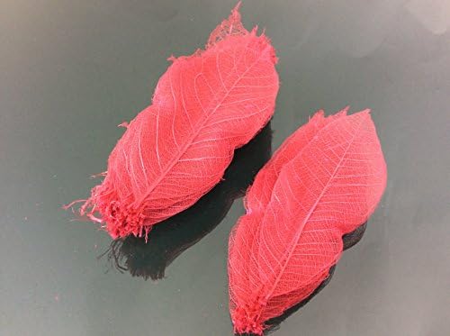 Esqueleto vermelho magenta folhas pequenas de 3 polegadas de cor natural Folhas de borracha natural