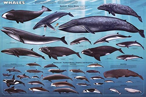 Pôster educacional de baleias 36 x 24in