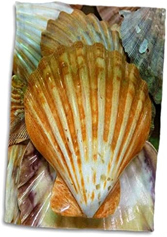 Cascas de florene 3drose - conchas de mar de perto - toalhas