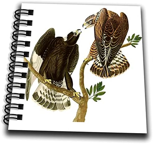 3drose rough pernas buzzard Hawk Falcon Birds of Prey Audubon Vintage. - desenho de livros